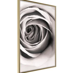 Poster 'Structure of Petals'