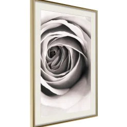 Poster 'Structure of Petals'