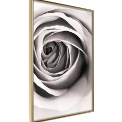 Poster 'Structure of Petals'
