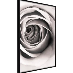 Poster 'Structure of Petals'