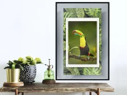 Poster 'Toucan in the Frame'