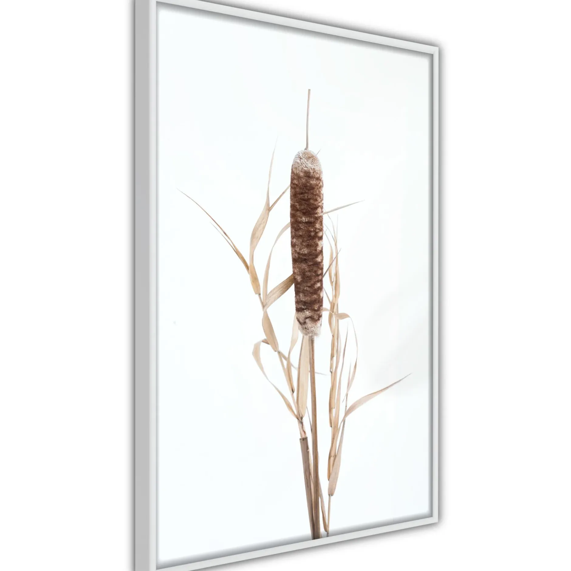Poster 'Typha'