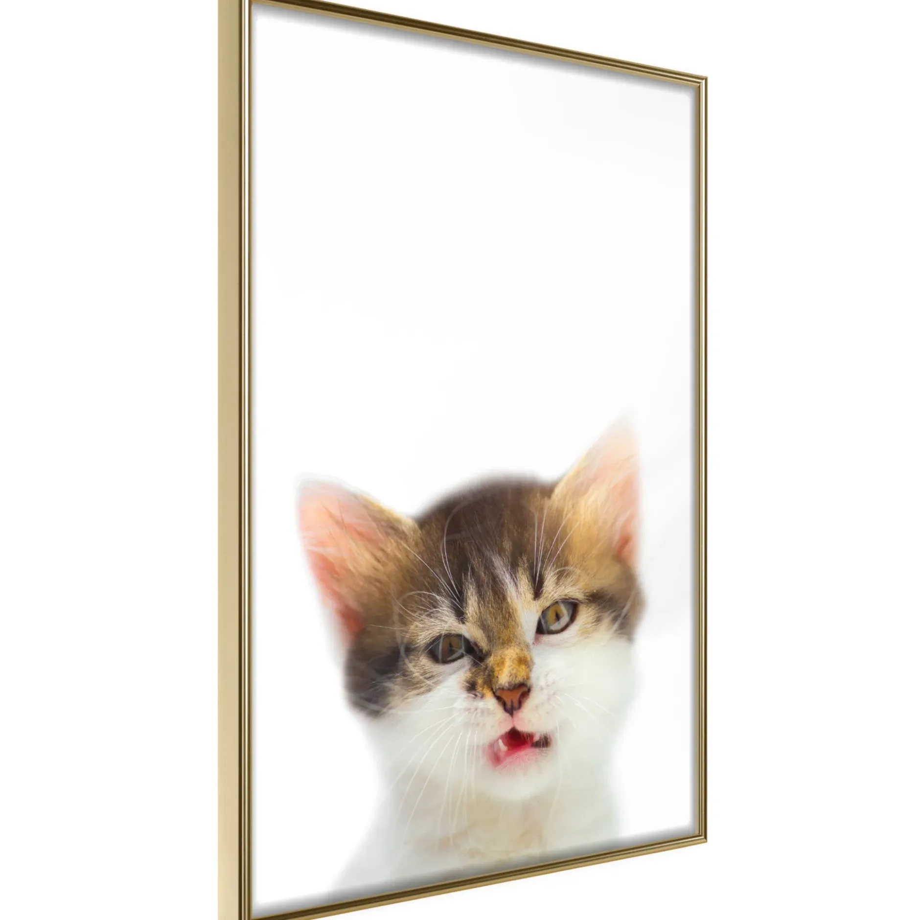 Poster 'Vexed Cat'