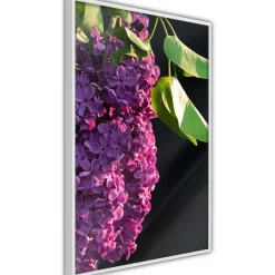 Poster 'Violet May'