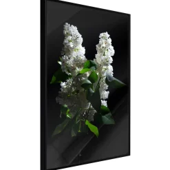 Poster 'White Lilac'
