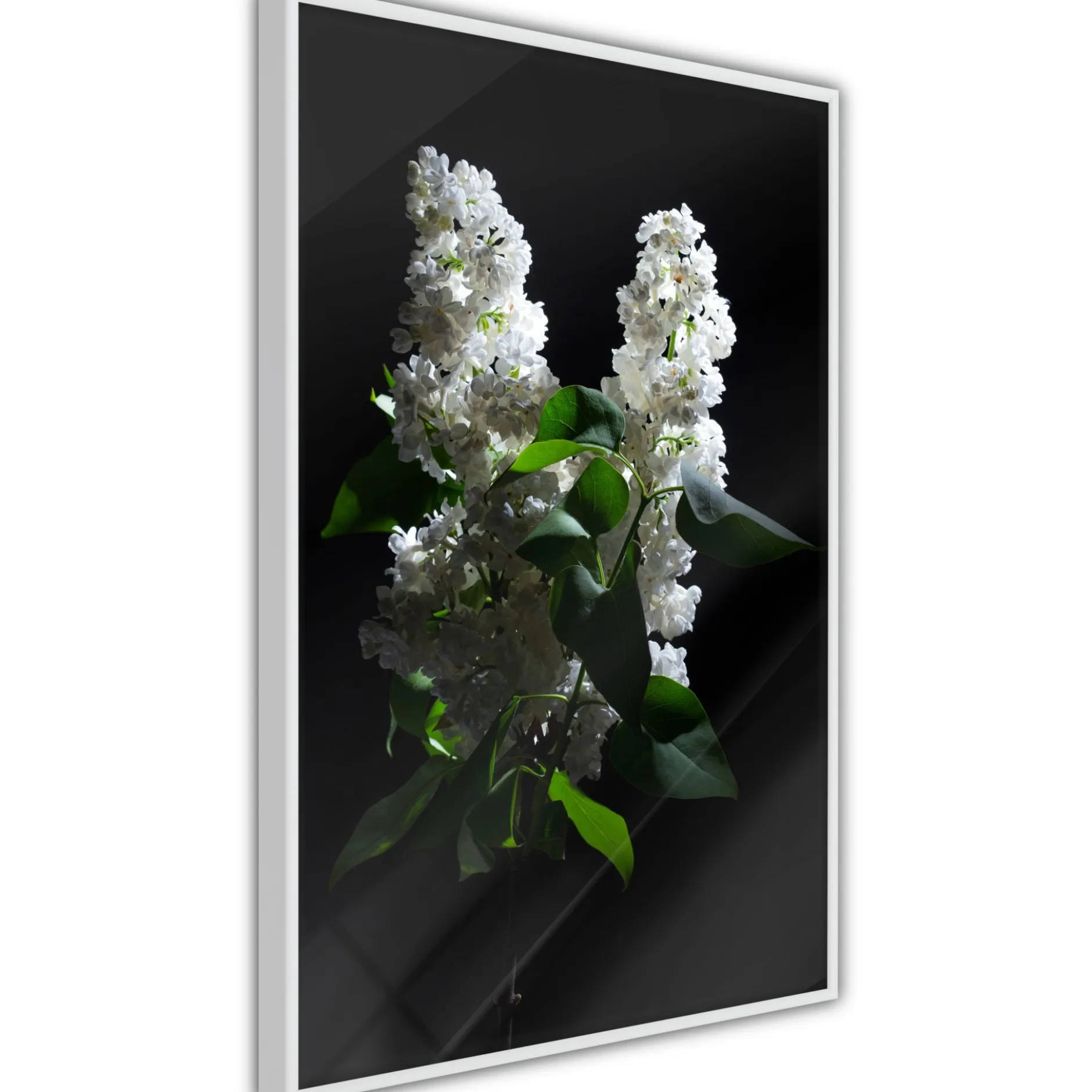 Poster 'White Lilac'