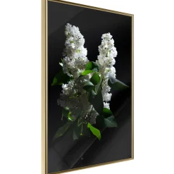 Poster 'White Lilac'