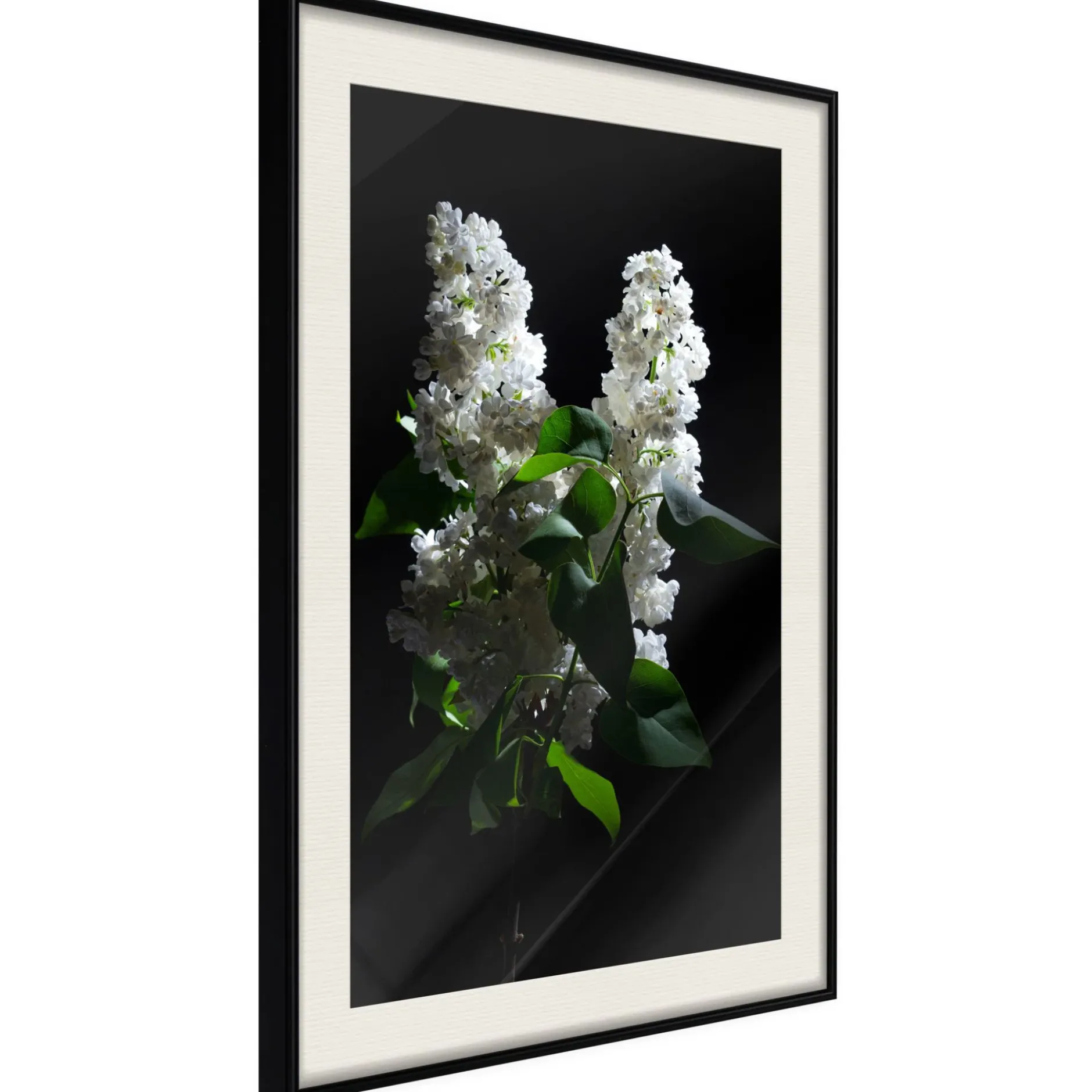 Poster 'White Lilac'