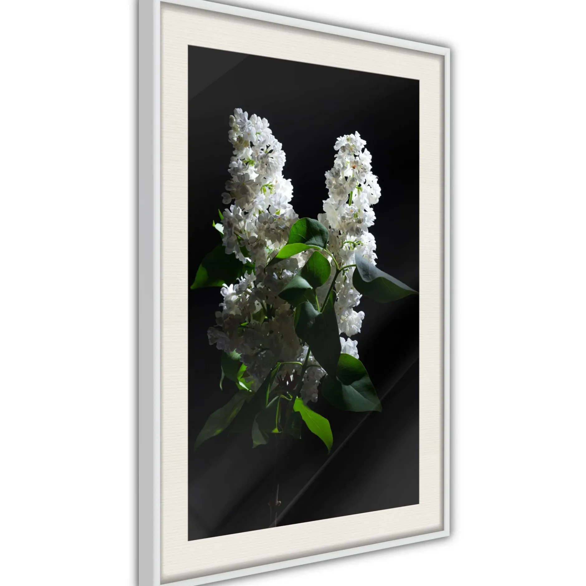 Poster 'White Lilac'