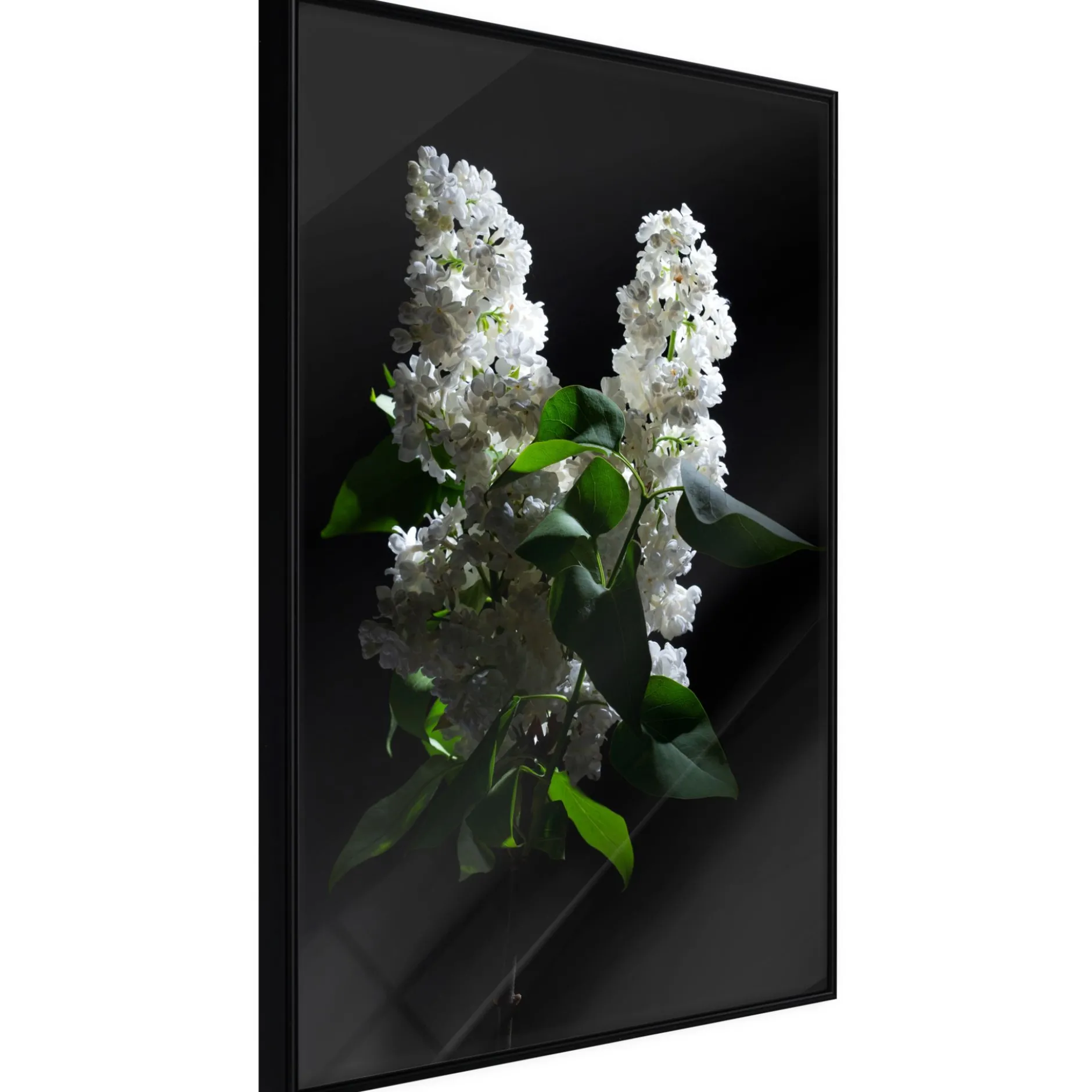 Poster 'White Lilac'