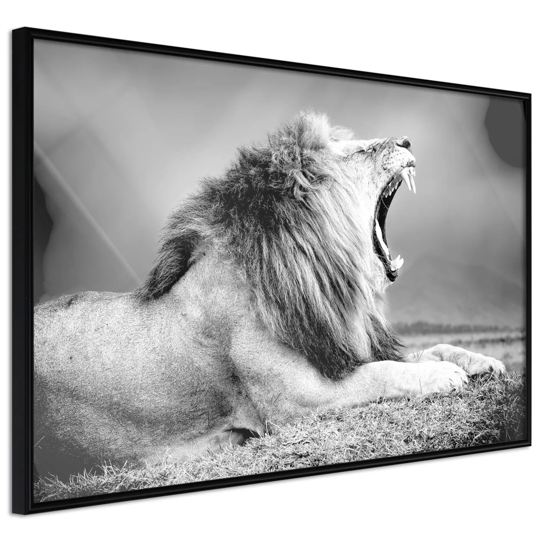 Poster 'Yawning Lion'