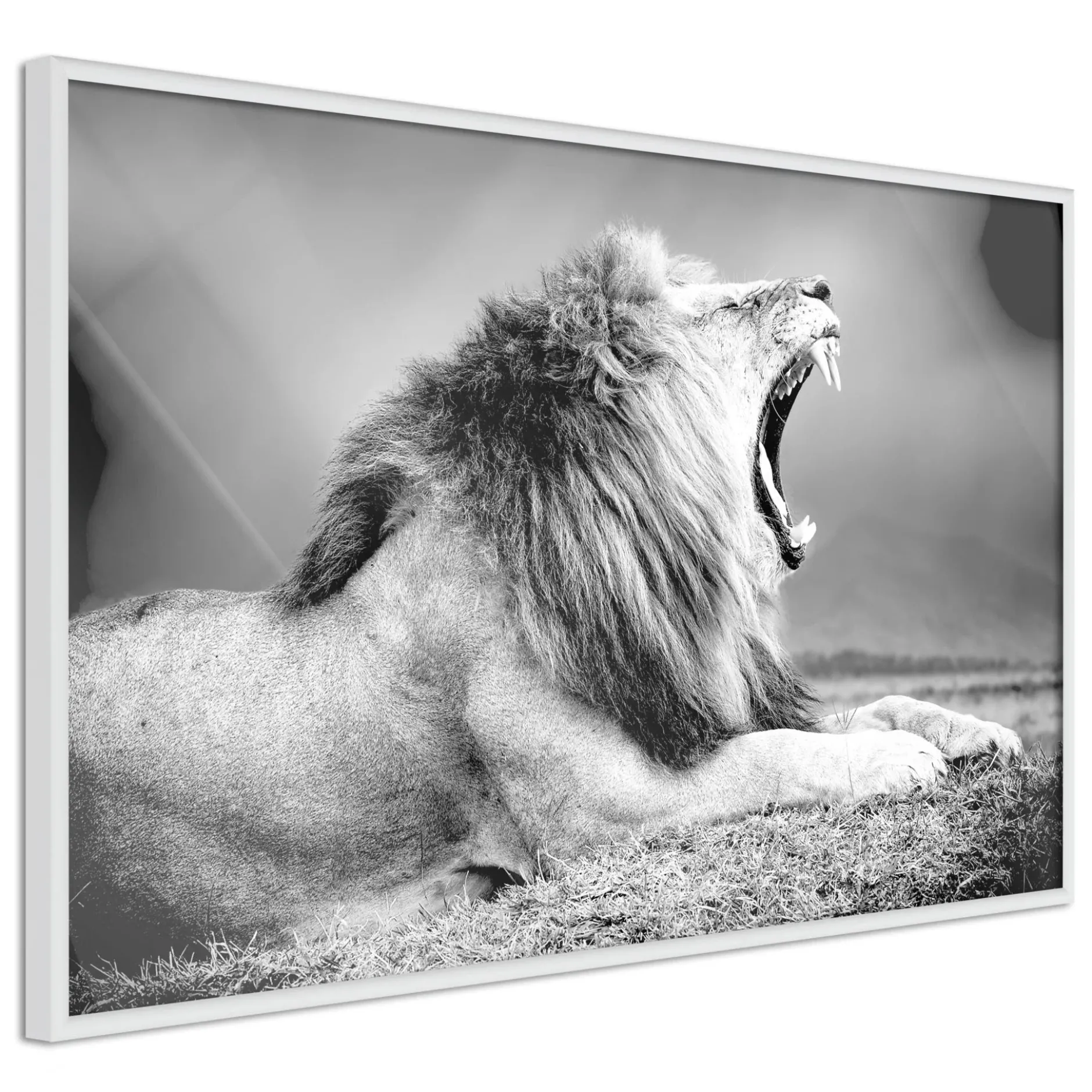 Poster 'Yawning Lion'