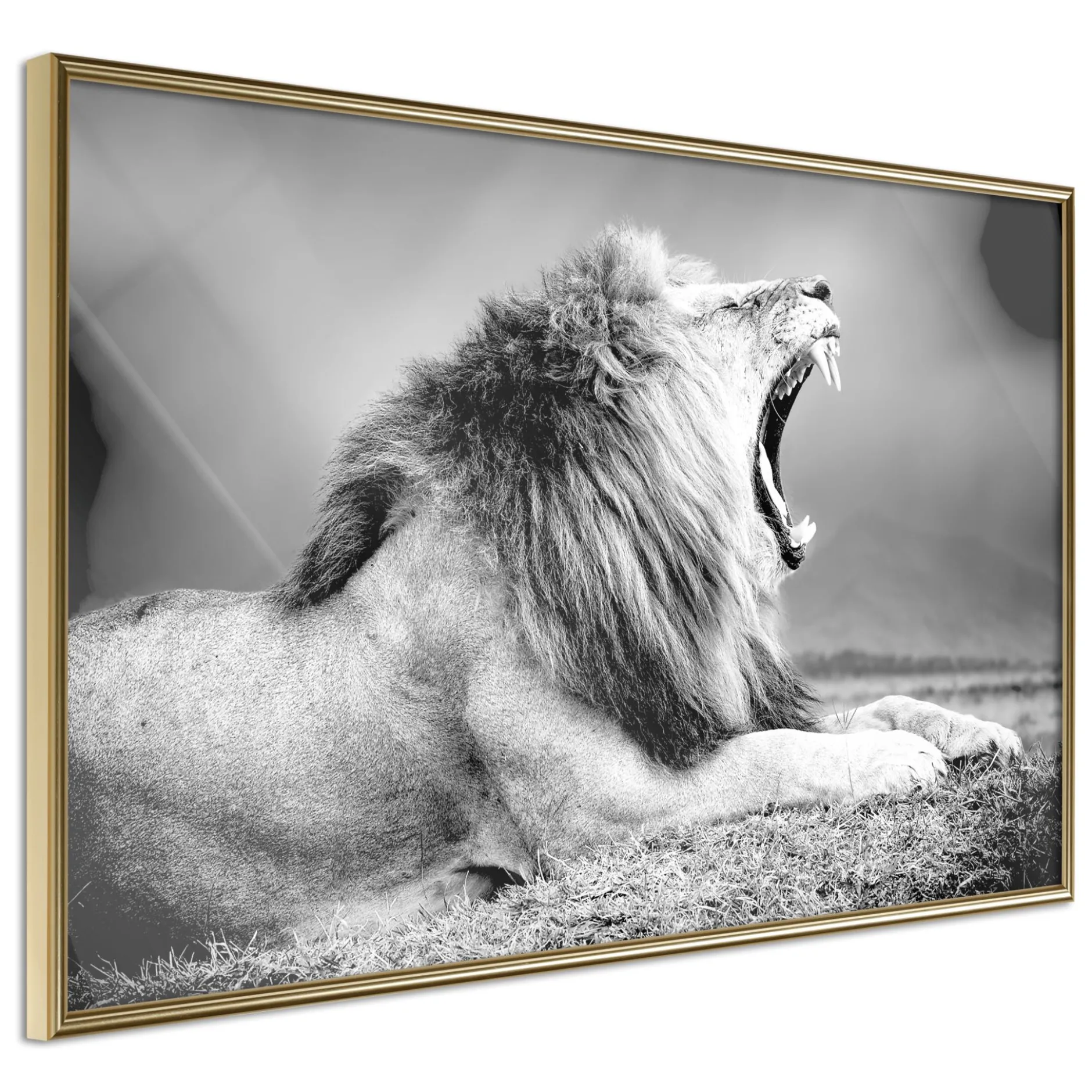 Poster 'Yawning Lion'