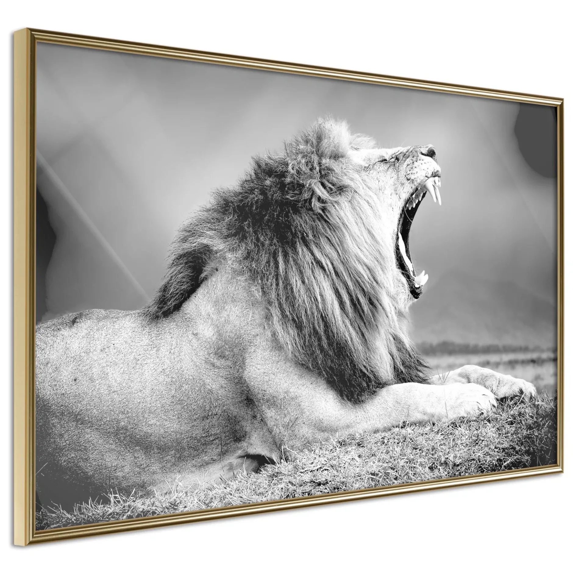 Poster 'Yawning Lion'