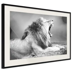 Poster 'Yawning Lion'