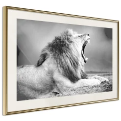 Poster 'Yawning Lion'