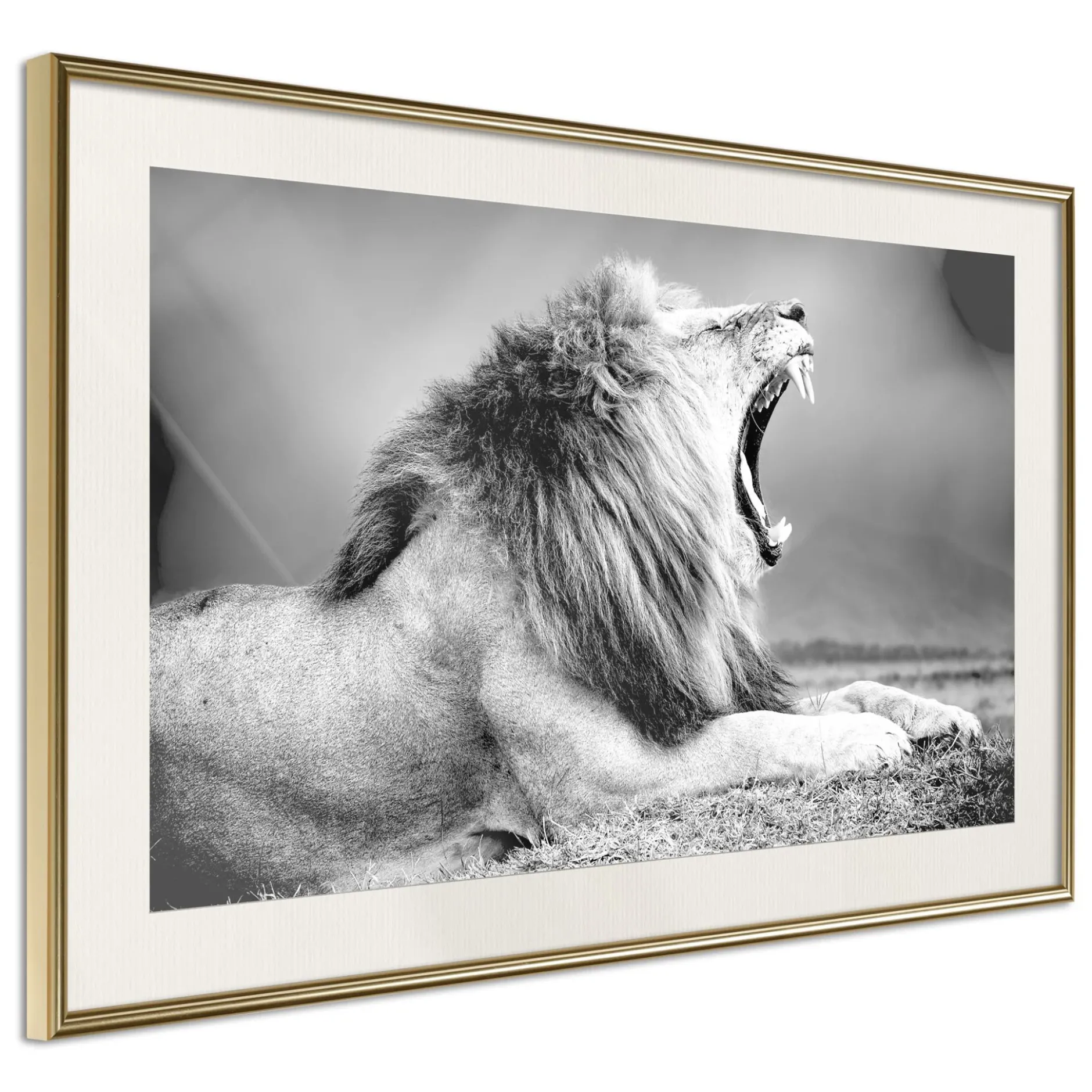 Poster 'Yawning Lion'