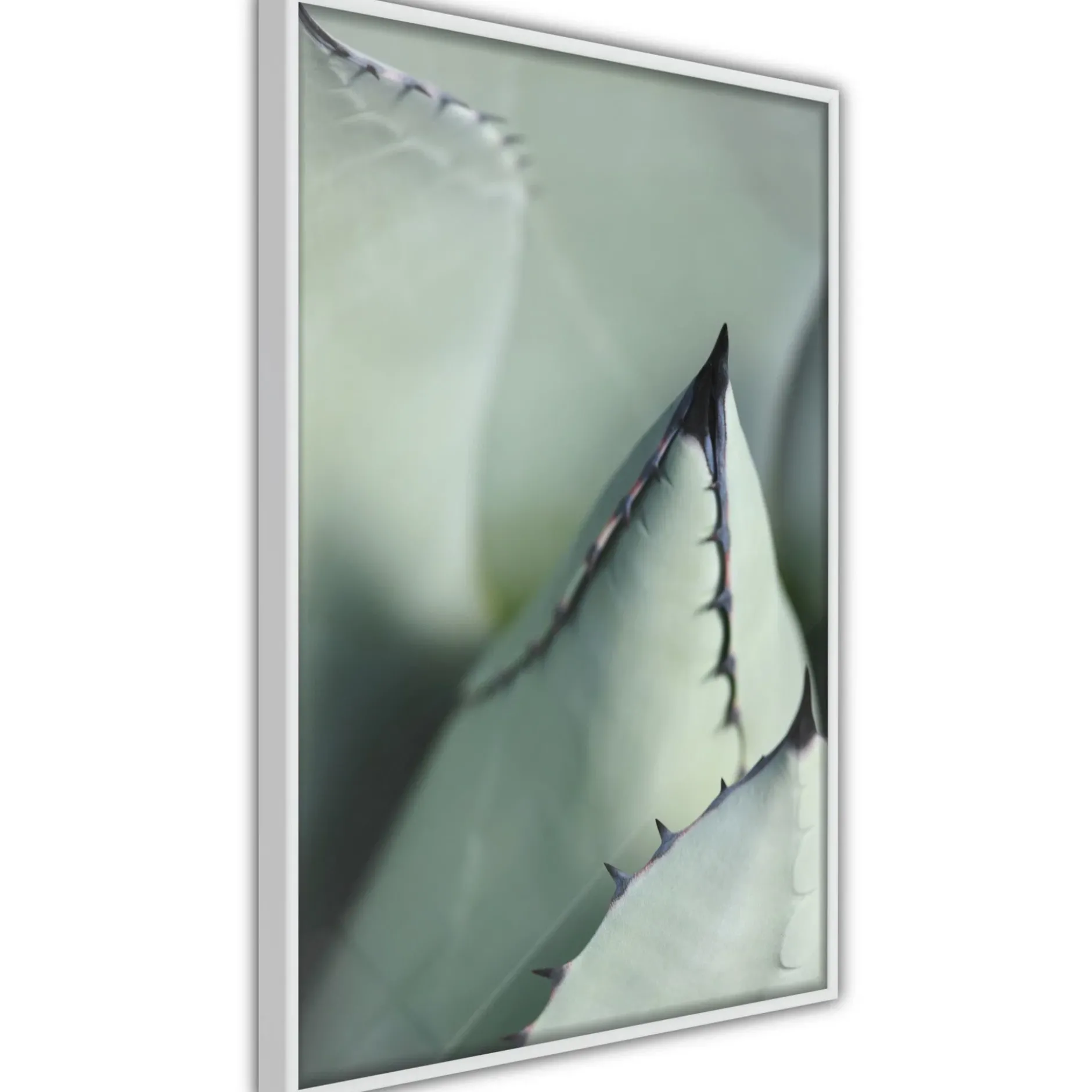 Poster 'Young Leaf of Agave'