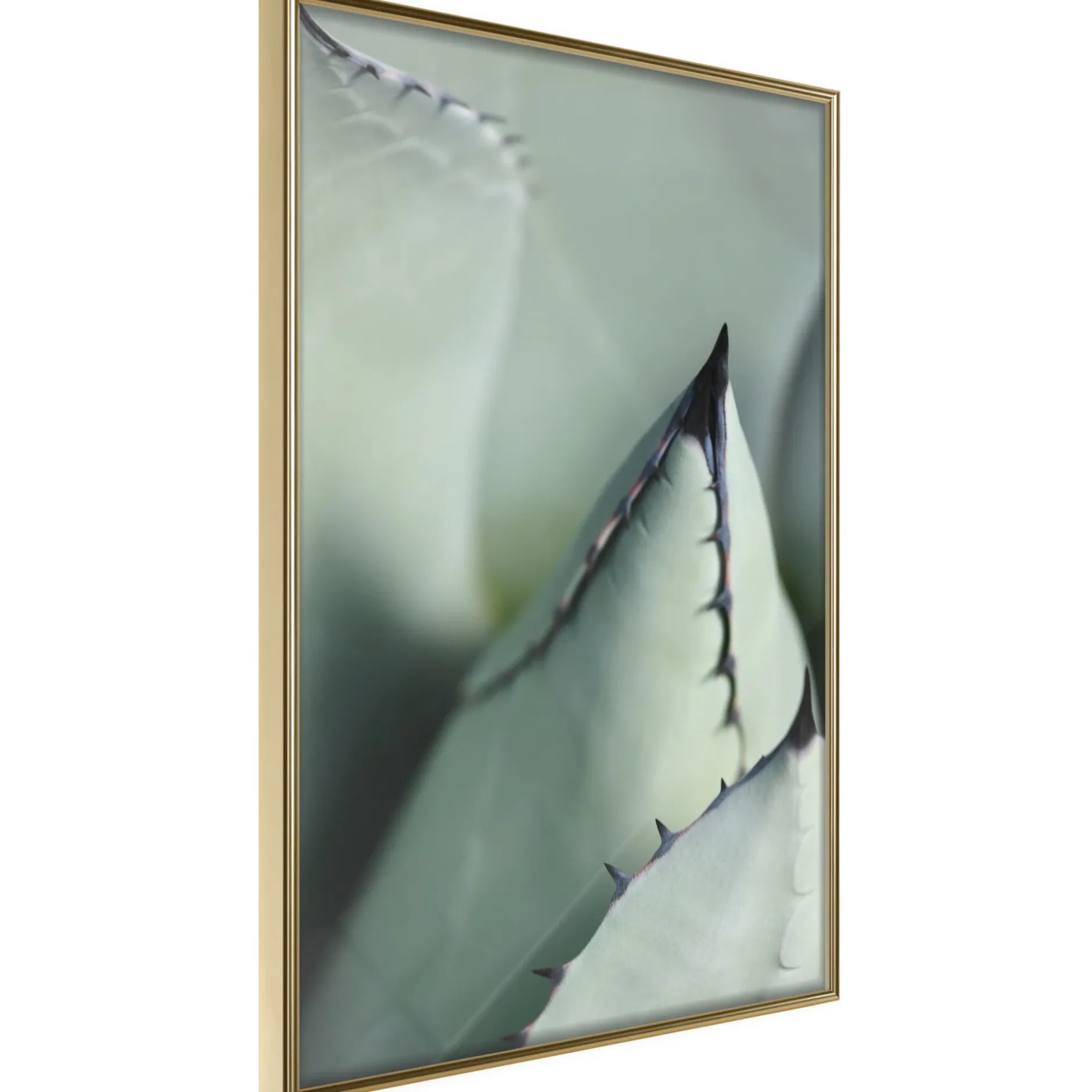 Poster 'Young Leaf of Agave'