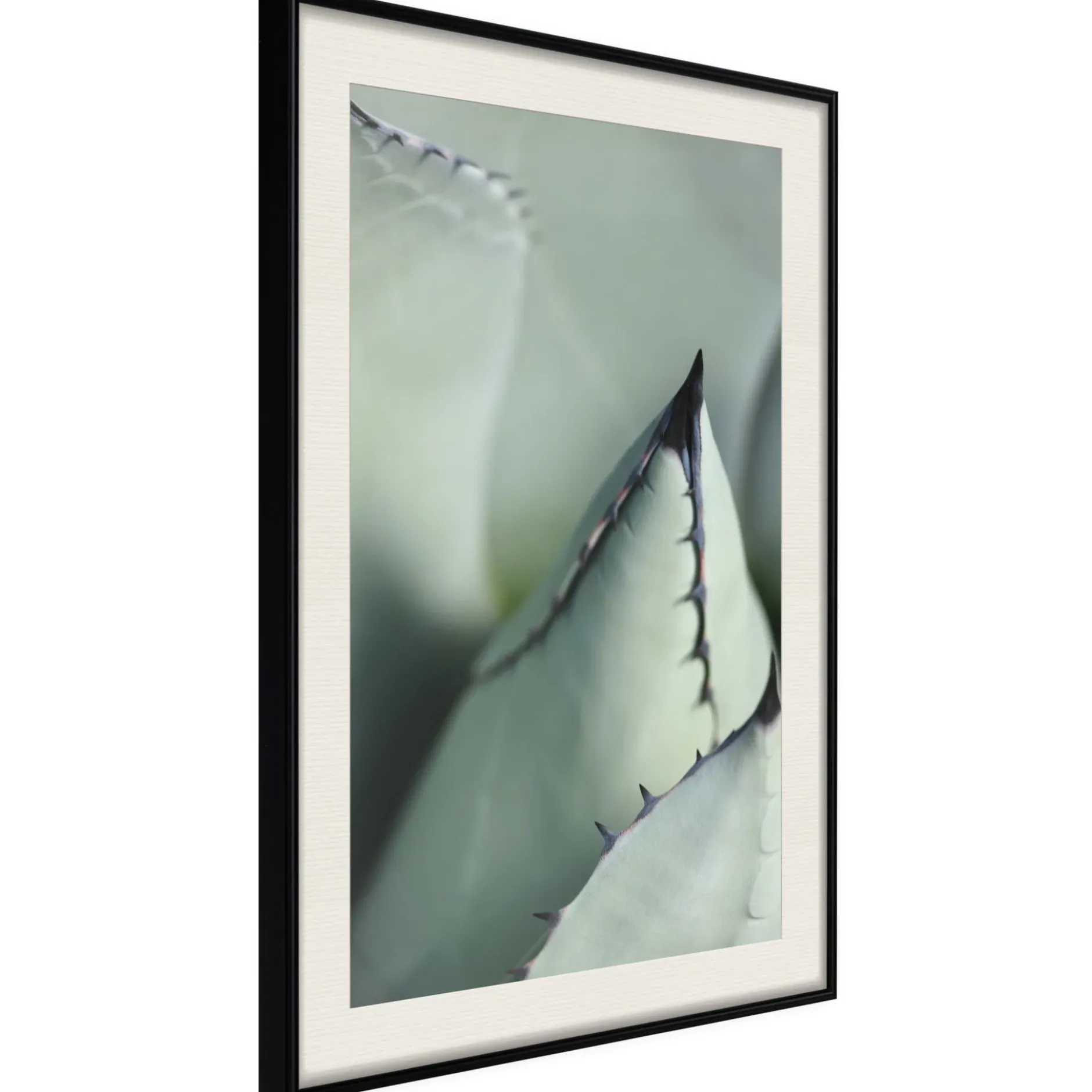 Poster 'Young Leaf of Agave'