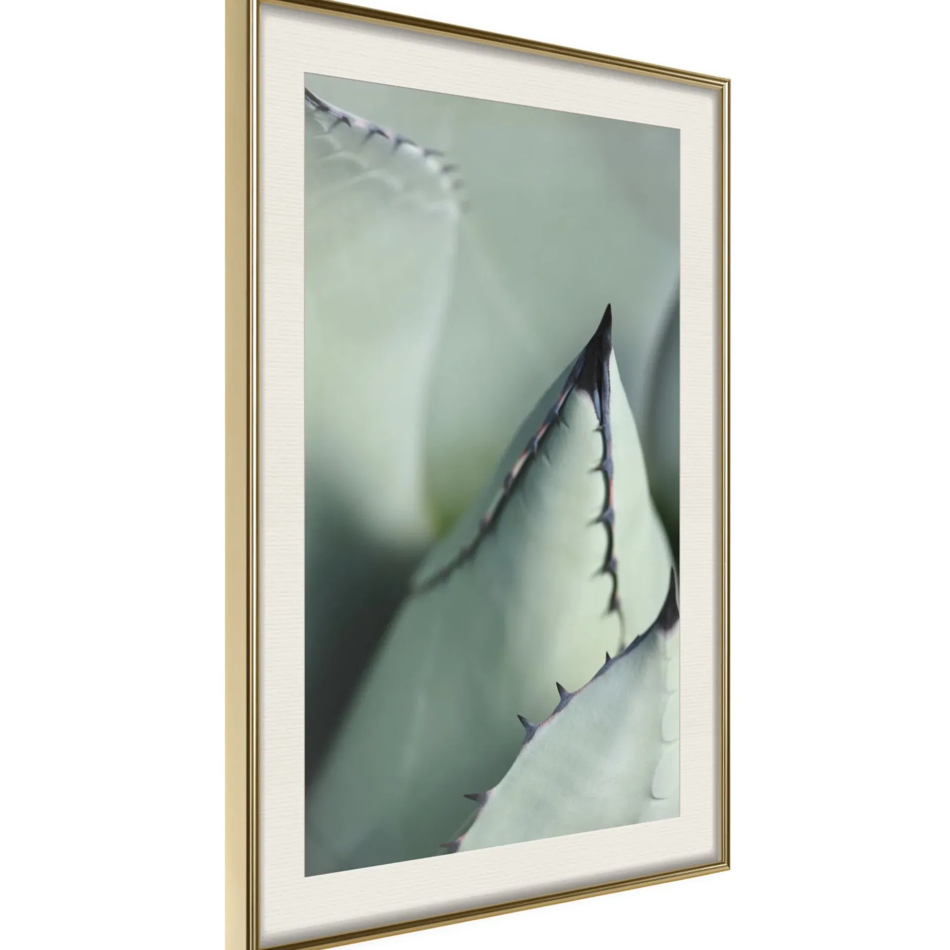 Poster 'Young Leaf of Agave'