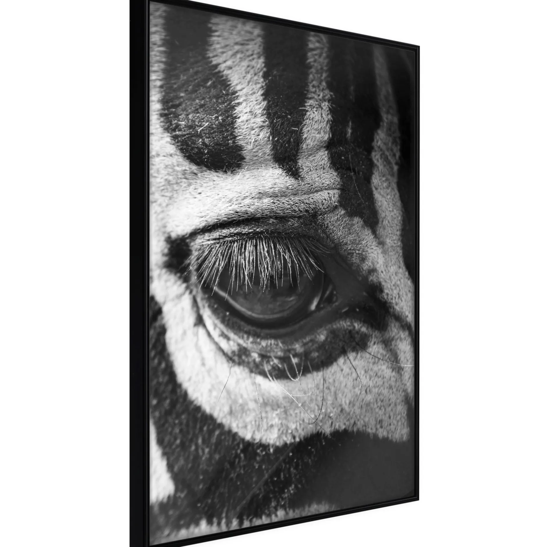 Poster 'Zebra Is Watching You'