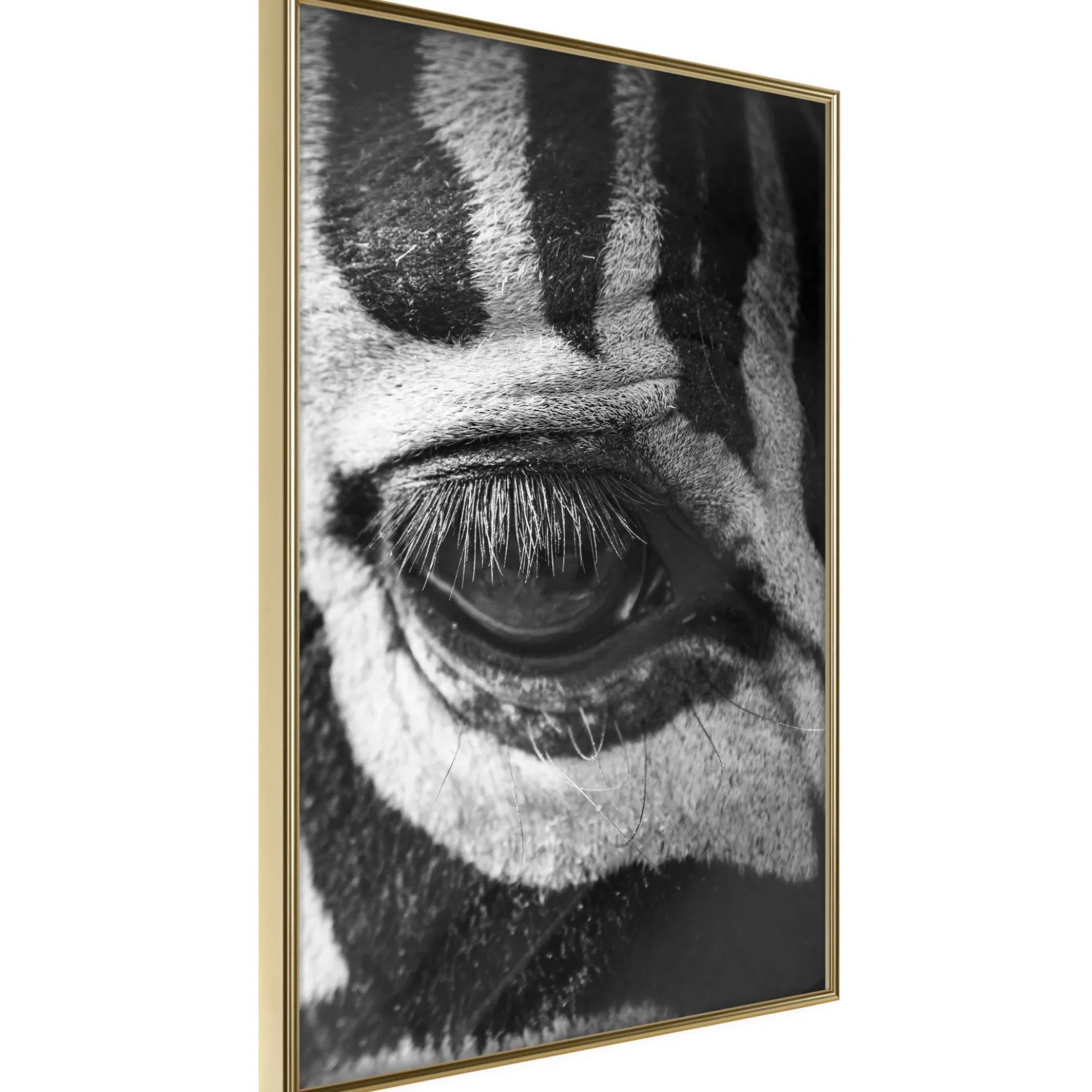 Poster 'Zebra Is Watching You'