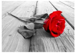 Selbstklebende Tapete 'Abandoned Rose'