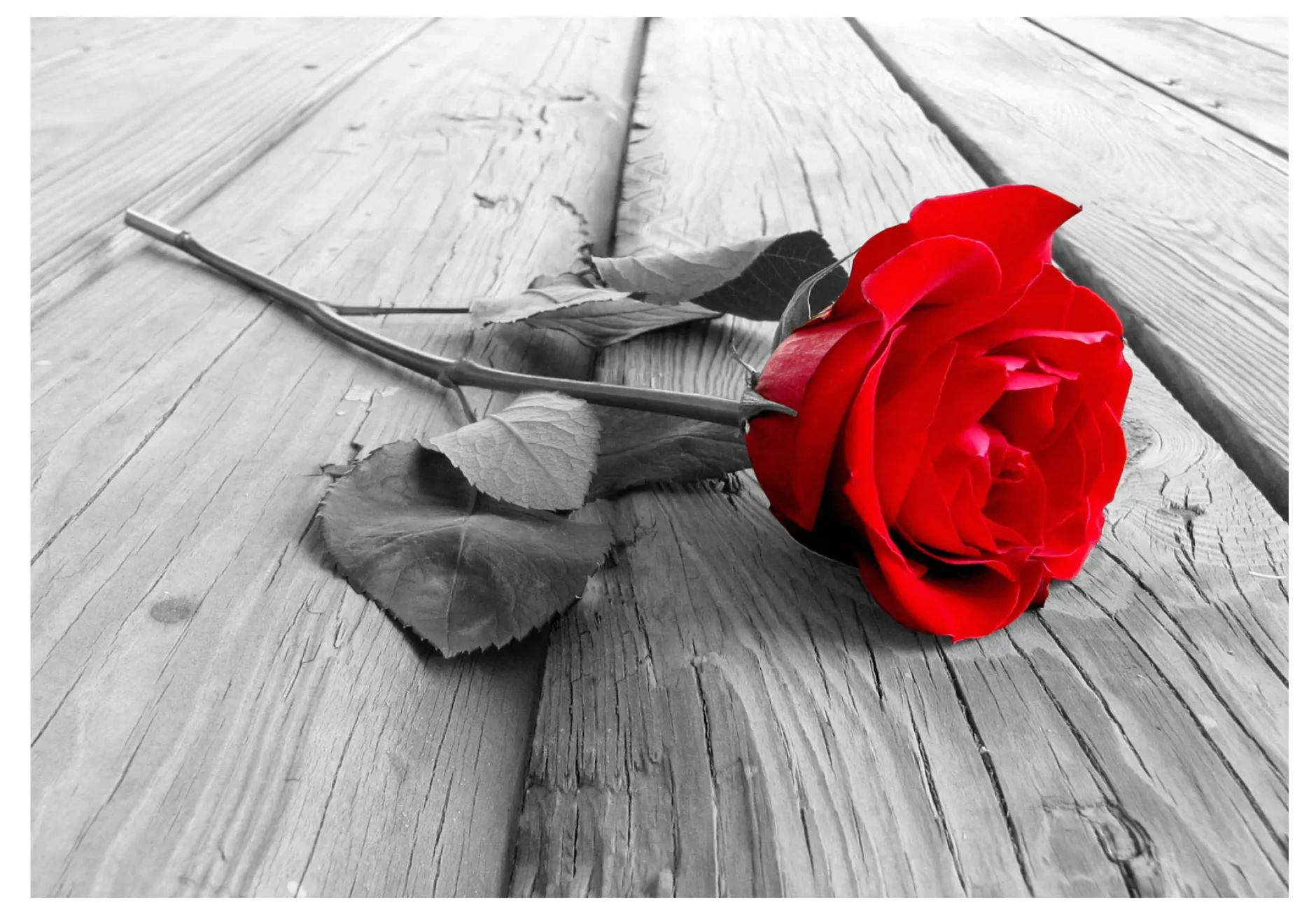 Selbstklebende Tapete 'Abandoned Rose'