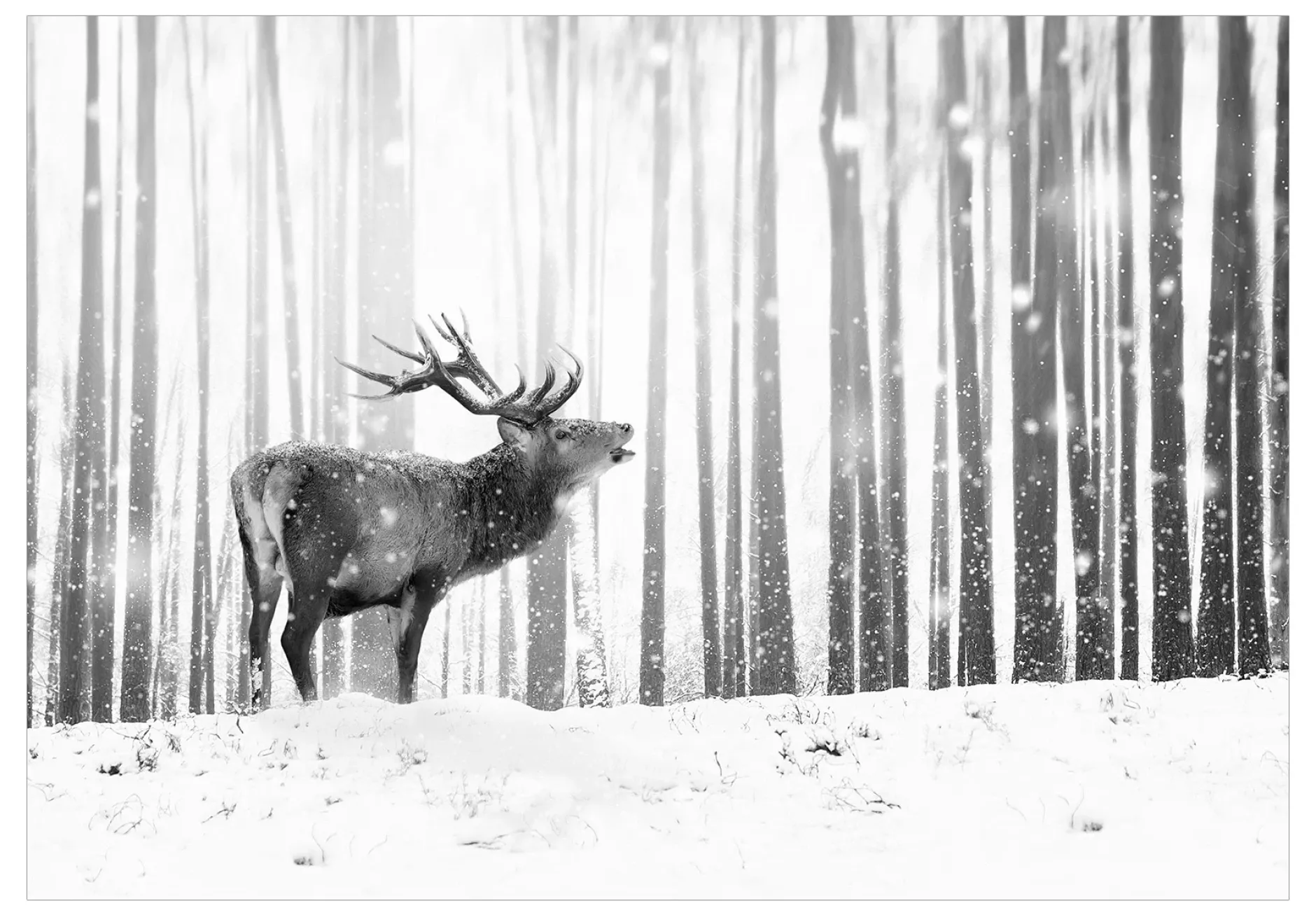 Selbstklebende Tapete 'Deer in the Snow (Black and White)'