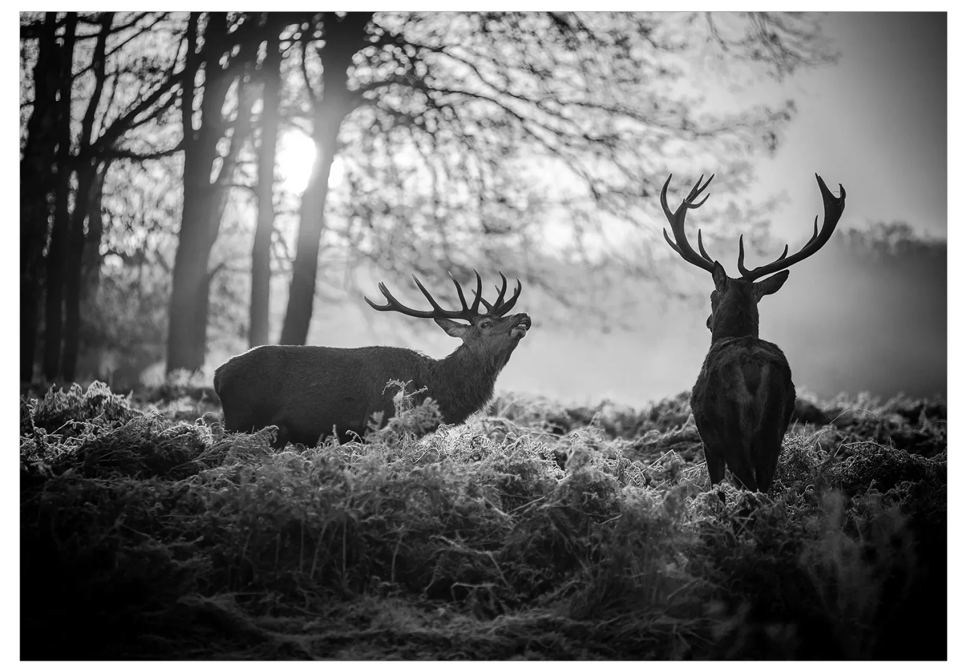 Selbstklebende Tapete 'Deers in the Morning'