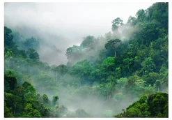 Selbstklebende Tapete 'Morning Fog'