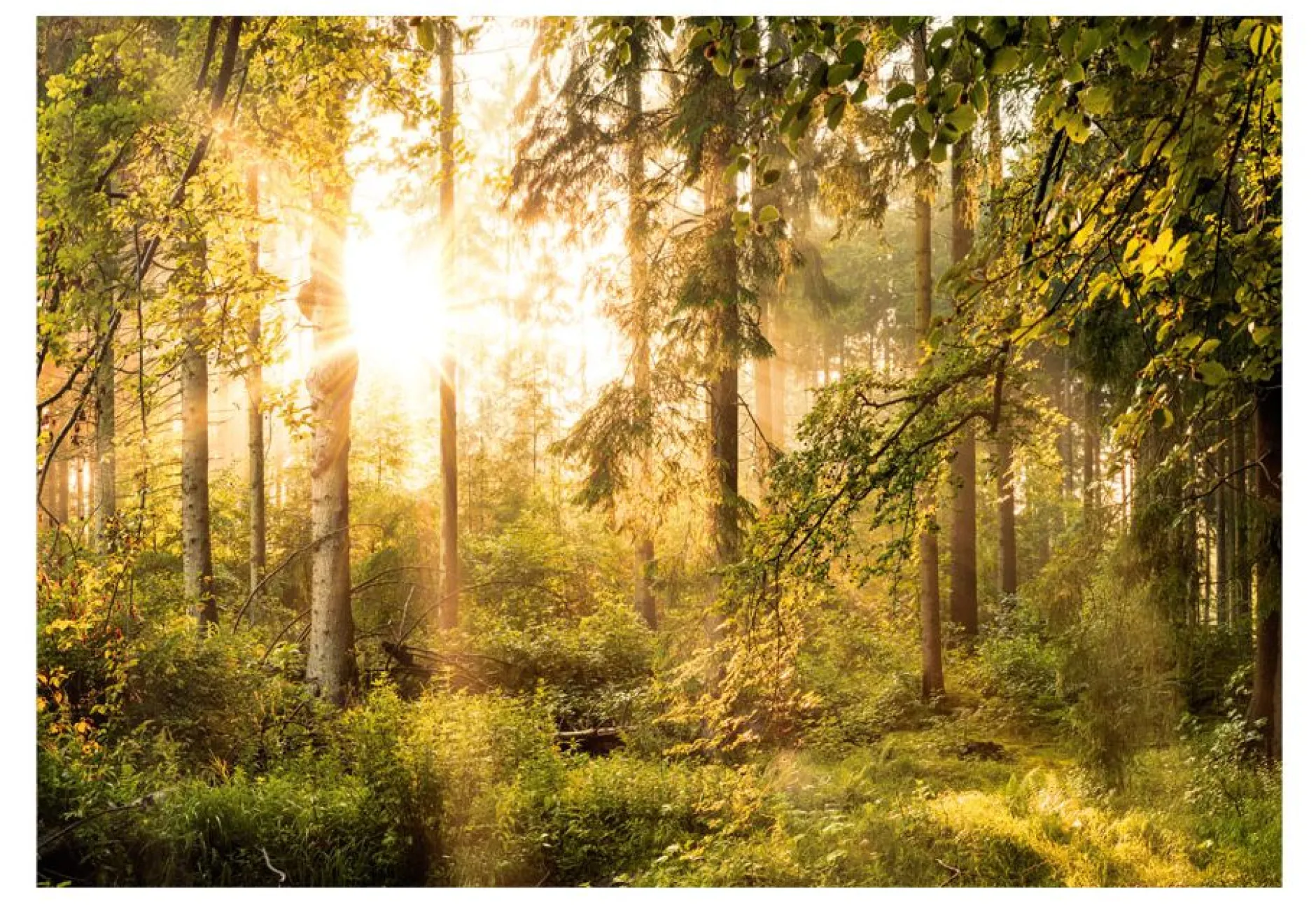 Selbstklebende Tapete 'Mystic of the Morning'
