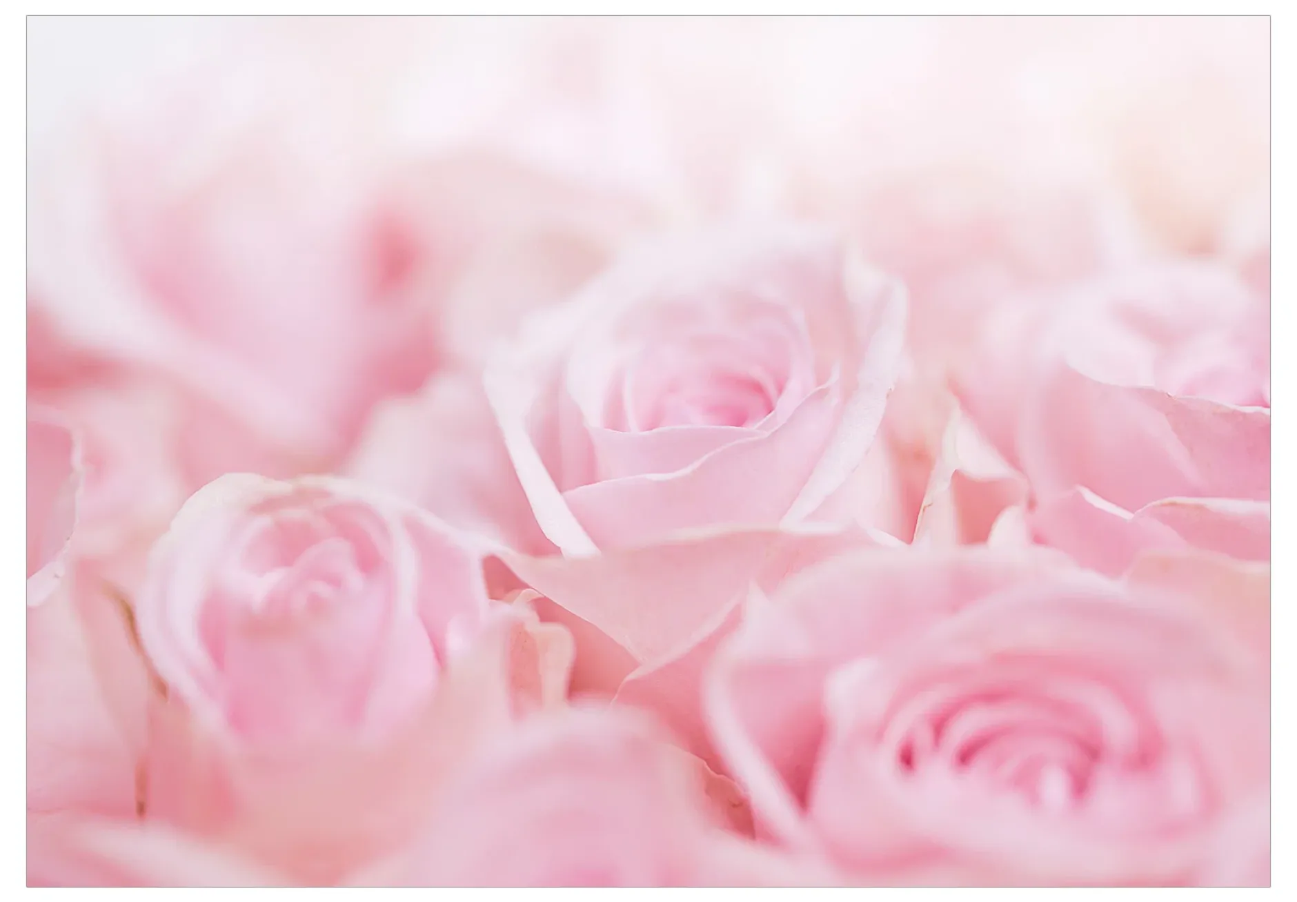 Selbstklebende Tapete 'Ocean of Roses'
