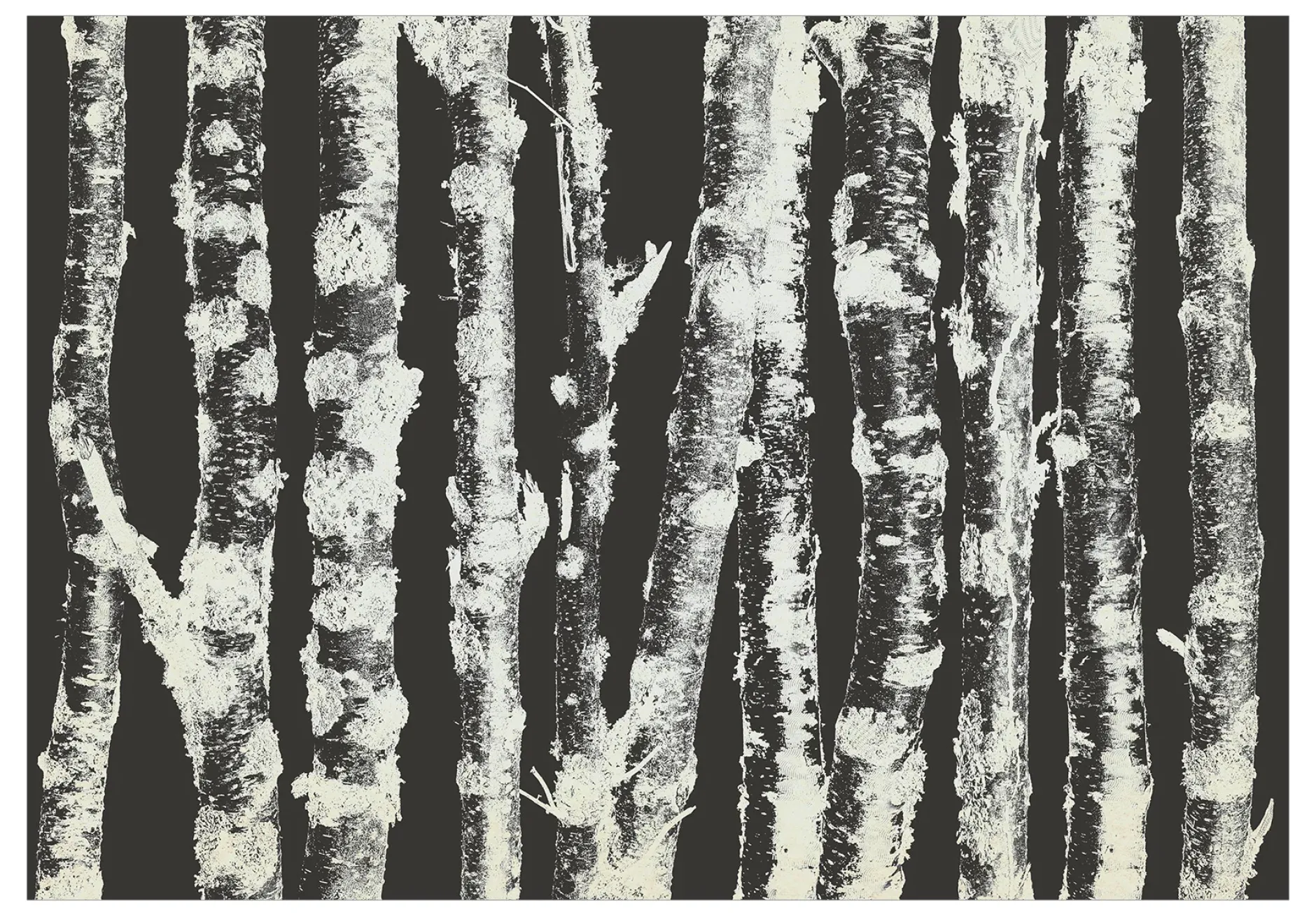 Selbstklebende Tapete 'Stately Birches - Second Variant'