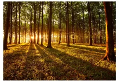 Selbstklebende Tapete 'Summer: Morning in the forest'