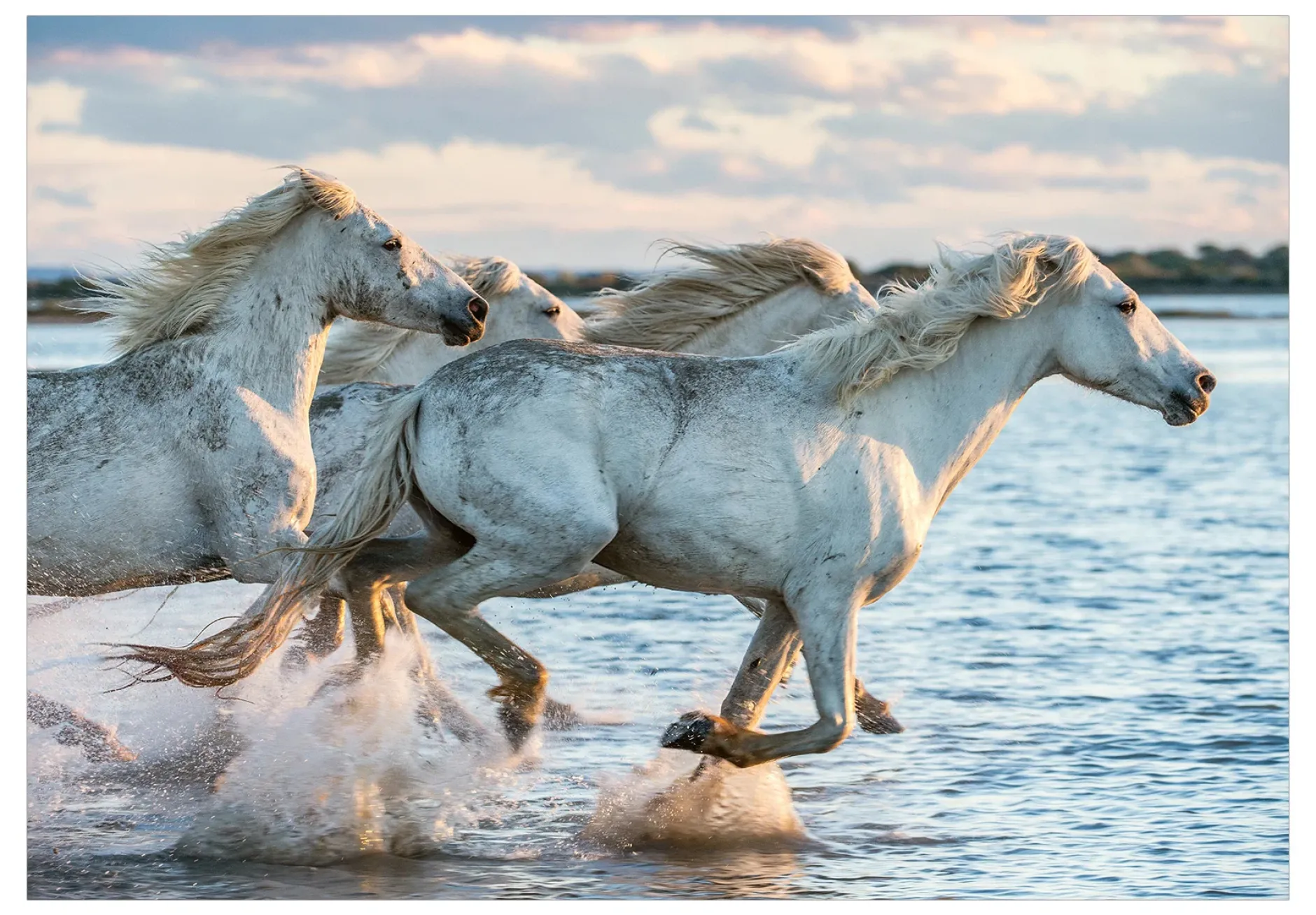 Selbstklebende Tapete 'Wild Race'