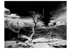 Tapete 'Baum mit Grand Canyon im Hintergrund'