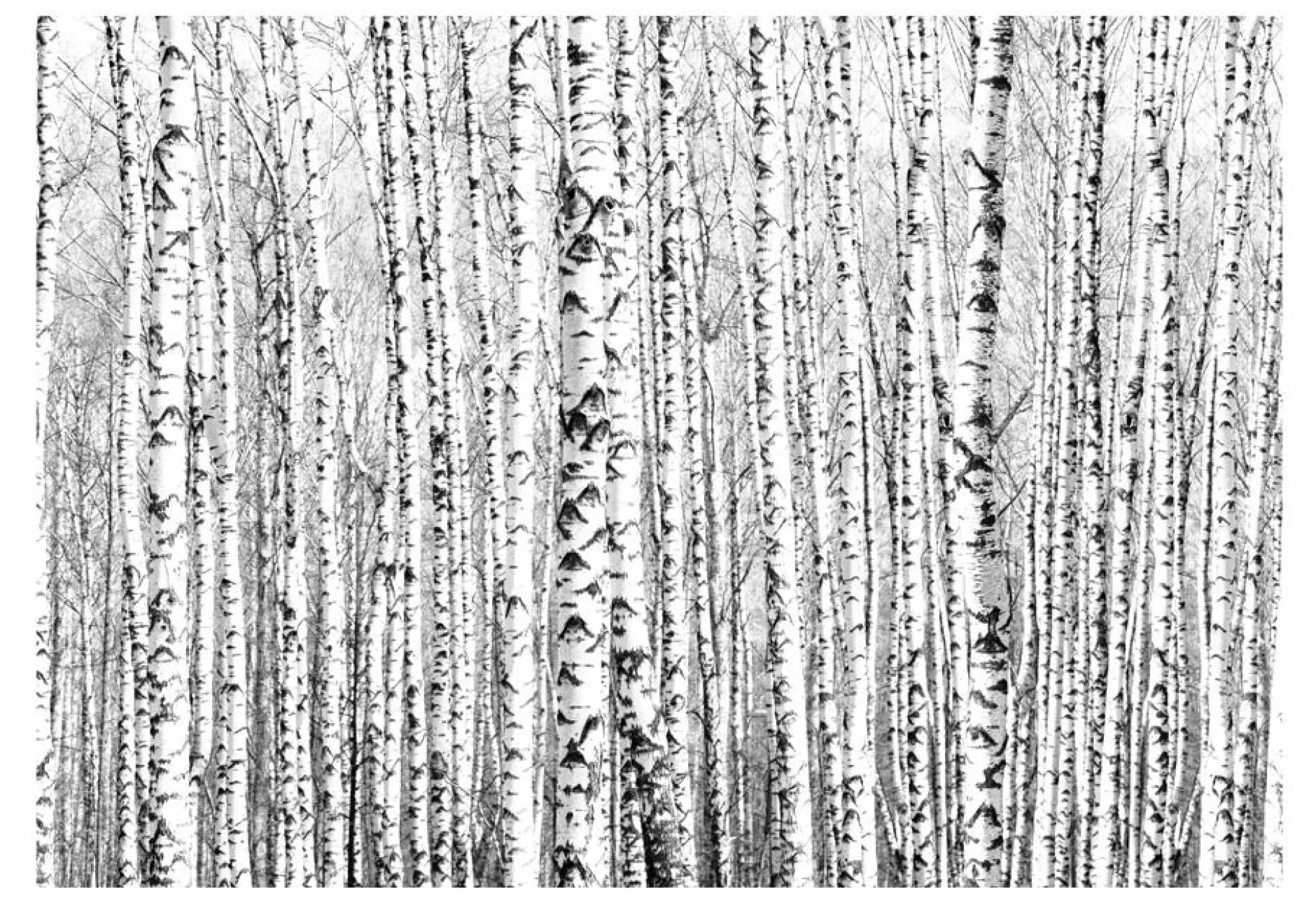 Tapete 'Birch forest'