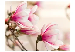 Tapete 'Branch of magnolia tree'