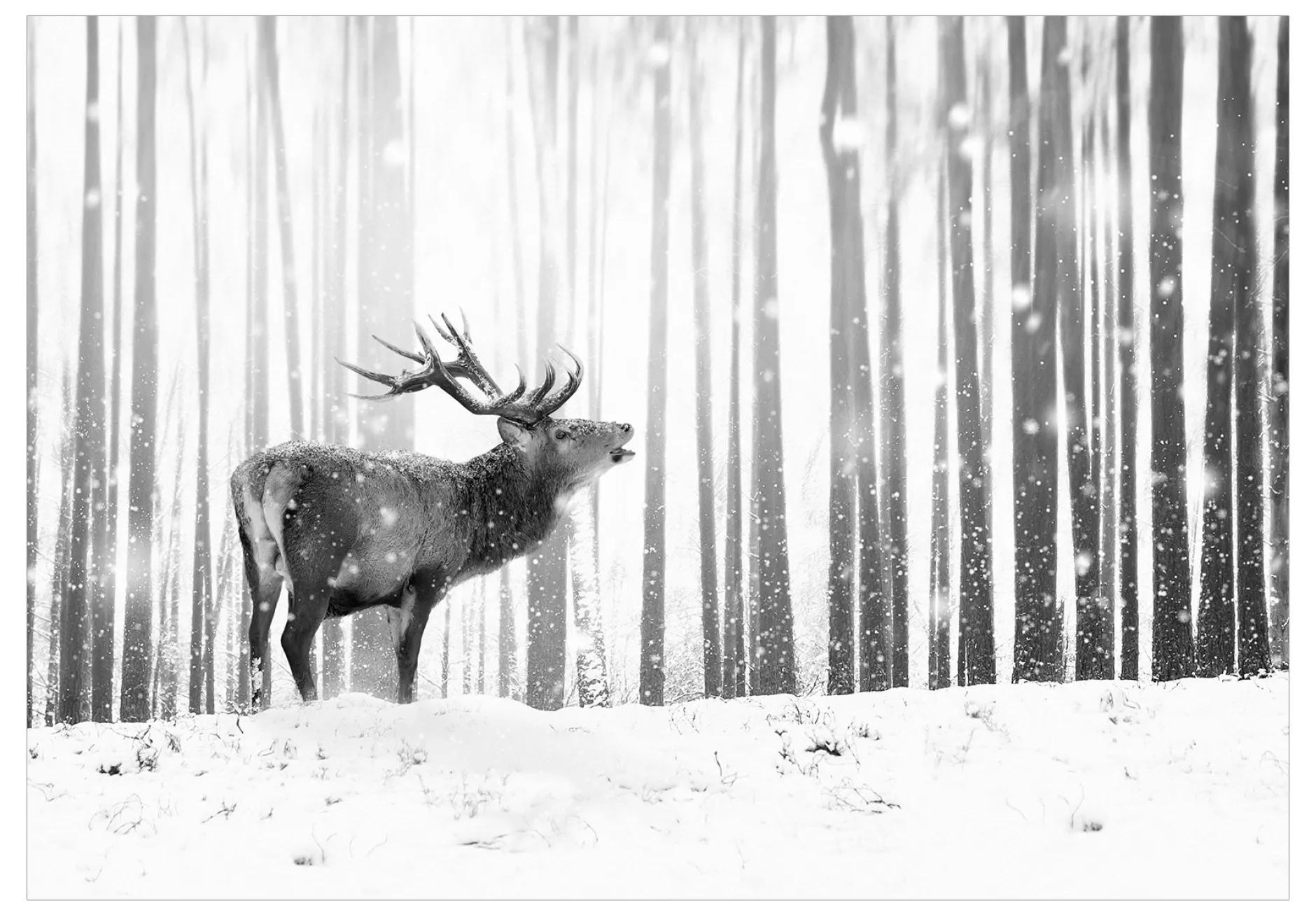Tapete 'Deer in the Snow (Black and White)'