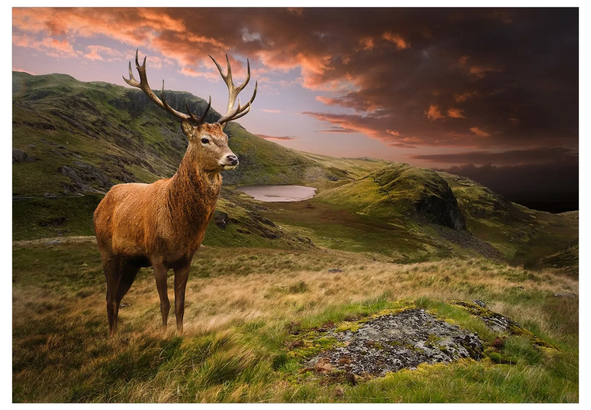 Tapete 'Deer on Hill'
