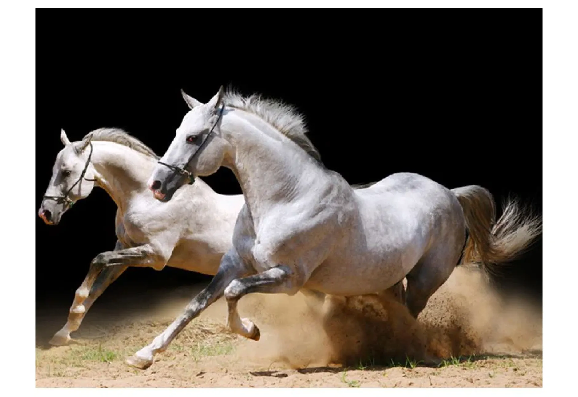 Tapete 'Ein Galopp im Sand'