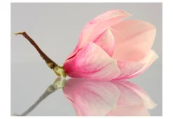 Tapete 'Einsame Magnolienblüte'