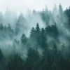 Tapete 'Enchanted Pines' 371x280cm