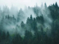 Tapete 'Enchanted Pines' 371x280cm