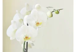 Tapete 'Ewige Eleganz: Weiße Orchidee'