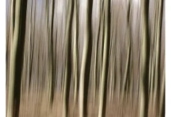 Tapete 'Forest'