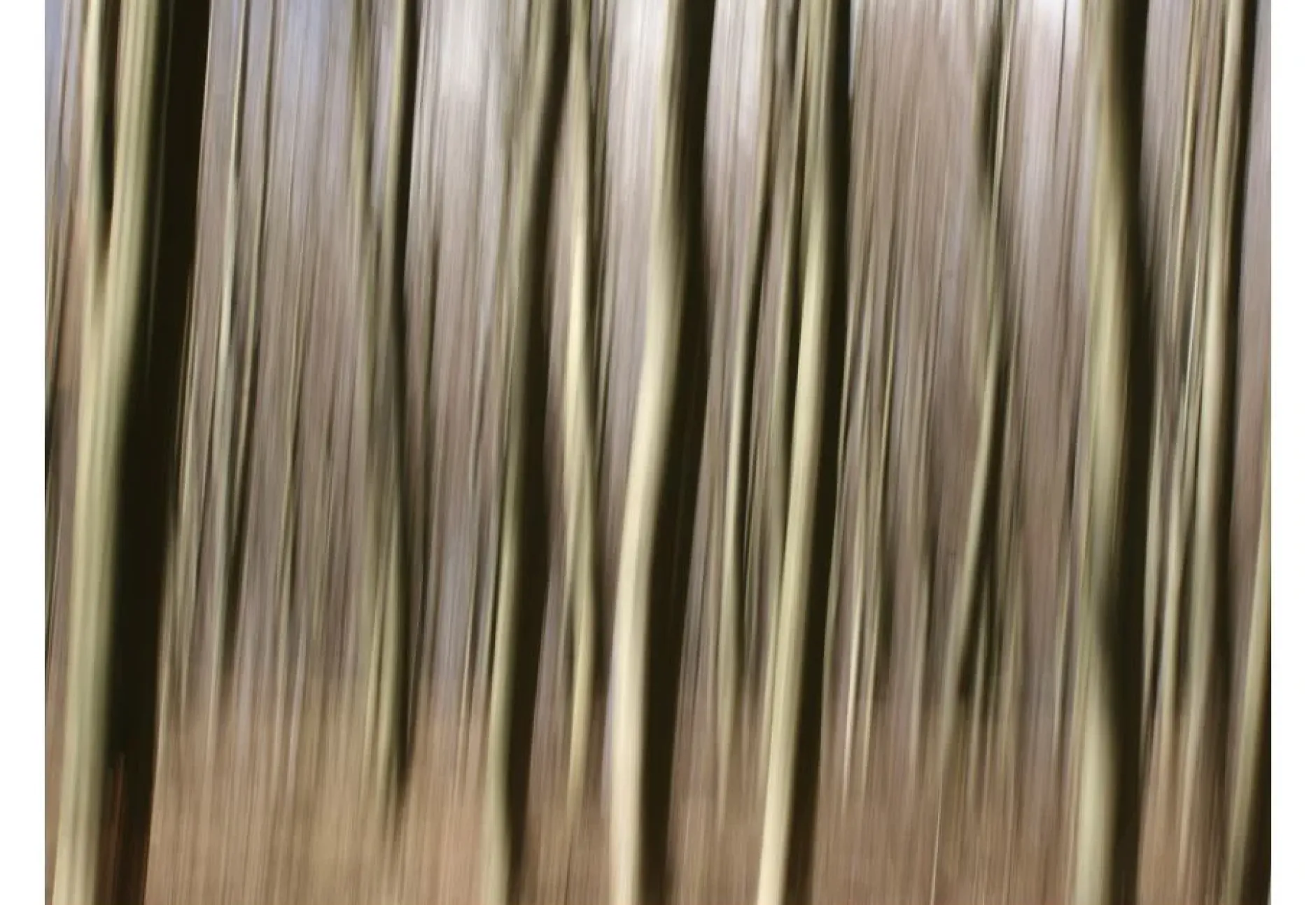 Tapete 'Forest'