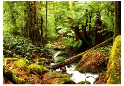 Tapete 'Forest Brook'